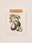 Porte-affiches Raisin