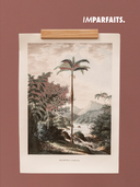 Imparfaits - Raisin 28 cm (A2)